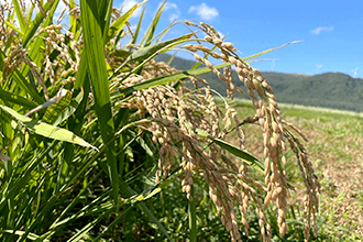米粉を使用したサクふわ生地